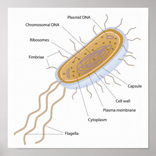 Structure of a bacterial cell poster (Front)