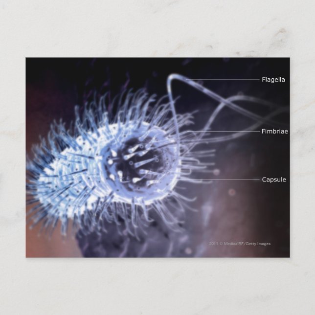 Structure of a helicobacter pylori cell postcard (Front)