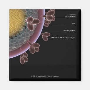 Structure of a HIV cell Magnet