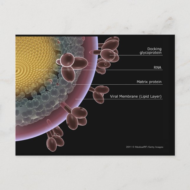 Structure of a HIV cell Postcard (Front)