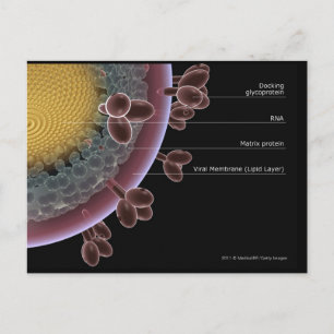 Structure of a HIV cell Postcard