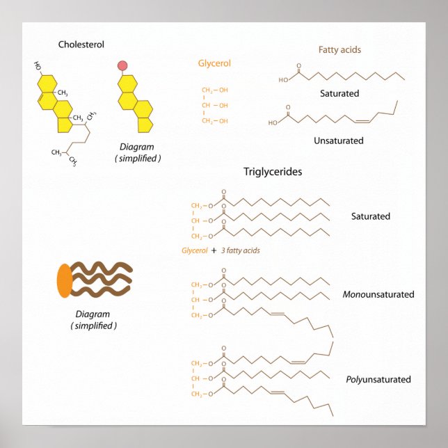 Structure of cholesterol and triglycerides Poster (Front)