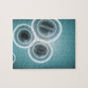 Structure of MRSA Jigsaw Puzzle