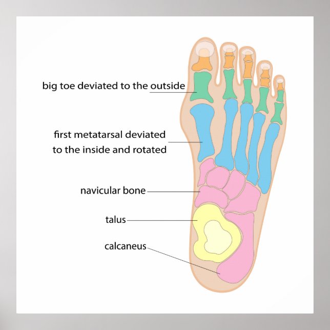 Structure of the human foot poster (Front)