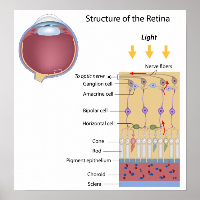 Structure of the Retina Poster (Front)