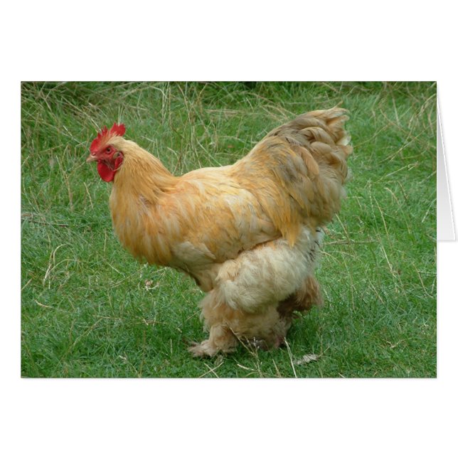 Strut my Stuff (Front Horizontal)