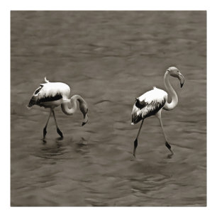 Strutt Like A Juvenile Artistic Flamingo In Gre Photo Print