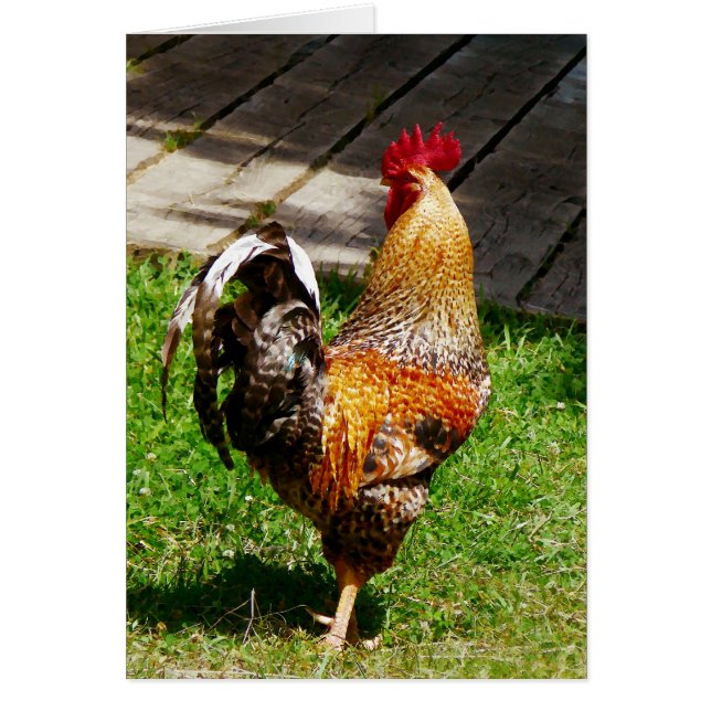 Strutting Rooster (Front)