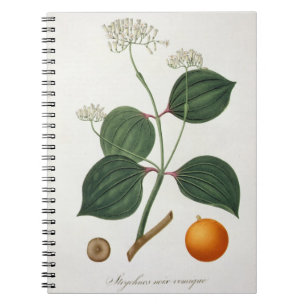 Strychnos nux vomica from 'Phytographie Medicale' Notebook