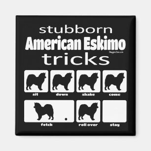 Stubborn American Eskimo Tricks Magnet
