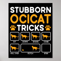 Stubborn tricks cat owner ocicat cat performance