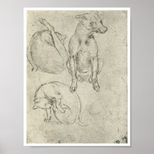Studies of a Dog and Cat, Leonardo Da Vinci Poster