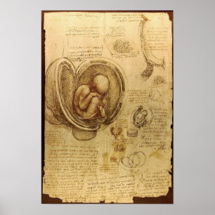 Studies of Embryos Poster