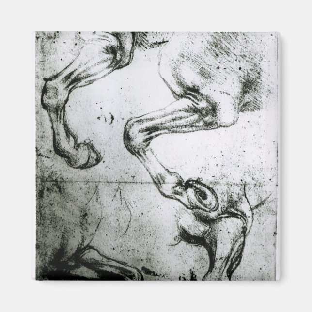 Studies of Horses legs Magnet (Front)