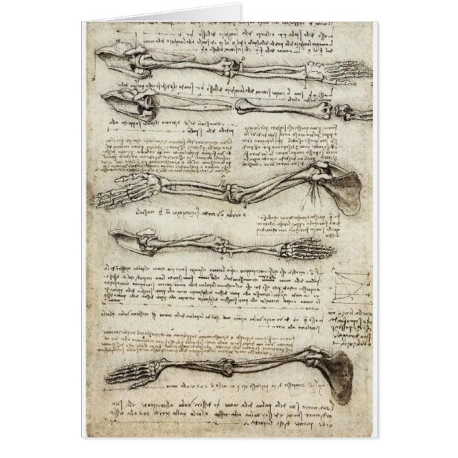Studies of the Arm by Leonardo Da Vinci c. 1510 (Front)
