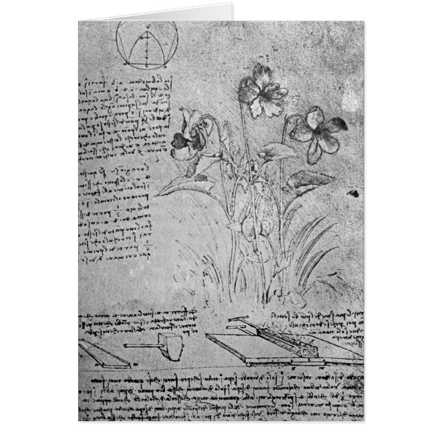 Studies of Violas (Front)