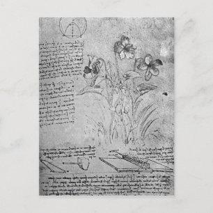 Studies of Violas Postcard