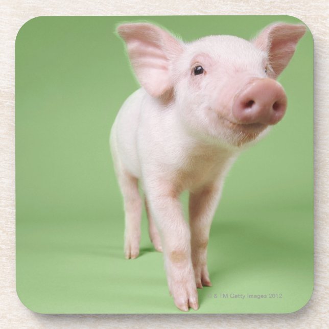 Studio Cut Out of a Piglet Standing Coaster (Front)