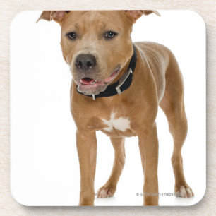 Studio portrait of American pit bull puppy 2 Coaster