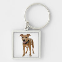 Studio portrait of American pit bull puppy 2