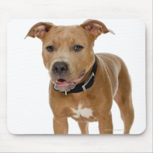 Studio portrait of American pit bull puppy 2 Mouse Pad