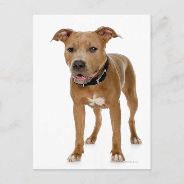 Studio portrait of American pit bull puppy 2 Postcard (Front)