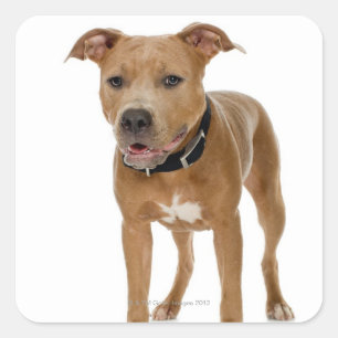 Studio portrait of American pit bull puppy 2 Square Sticker