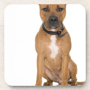 Studio portrait of American pit bull puppy 3 Coaster