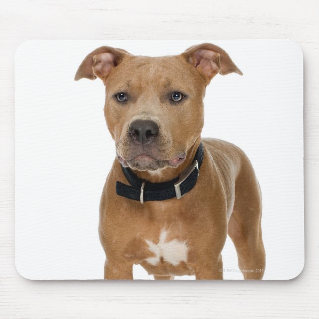 Studio portrait of American pit bull puppy Mouse Pad (Front)