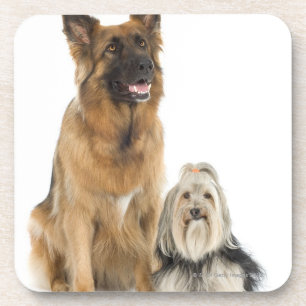 Studio portrait of Belgian shepherd and Shih Tzu Coaster