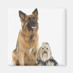 Studio portrait of Belgian shepherd and Shih Tzu Magnet
