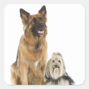 Studio portrait of Belgian shepherd and Shih Tzu Square Sticker