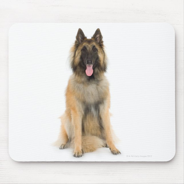 Studio portrait of Belgian shepherd dog Mouse Pad (Front)