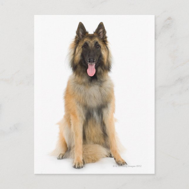 Studio portrait of Belgian shepherd dog Postcard (Front)