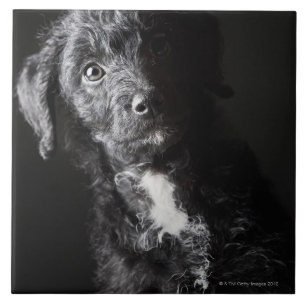 Studio portrait of black jack-a-doodle ceramic tile