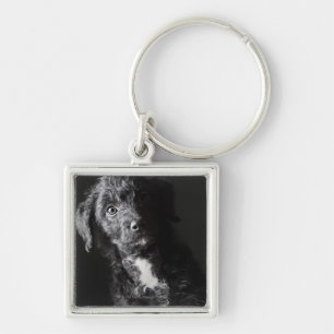 Studio portrait of black jack-a-doodle key ring