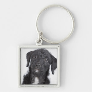 Studio portrait of black jack-a-doodle key ring