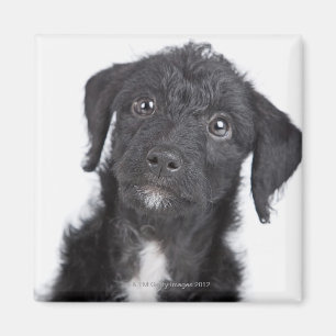 Studio portrait of black jack-a-doodle magnet