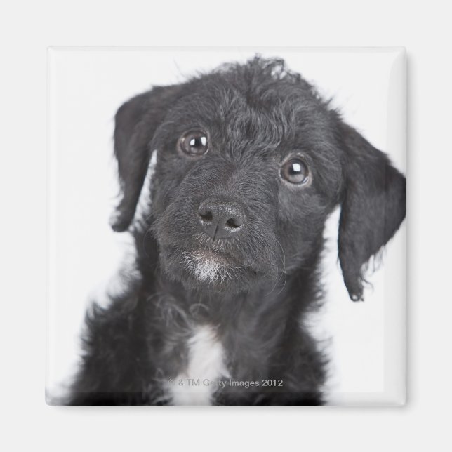 Studio portrait of black jack-a-doodle magnet (Front)