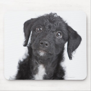 Studio portrait of black jack-a-doodle mouse pad
