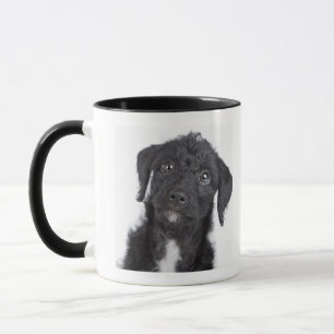 Studio portrait of black jack-a-doodle mug