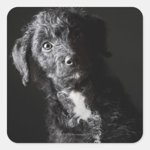 Studio portrait of black jack-a-doodle square sticker