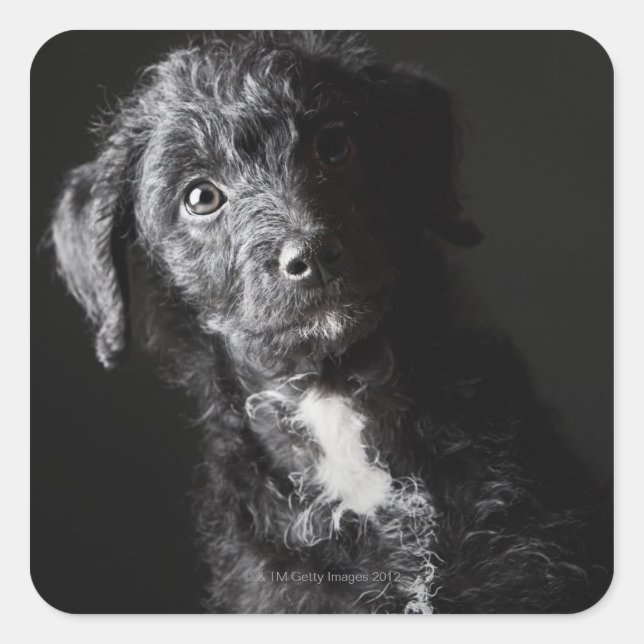 Studio portrait of black jack-a-doodle square sticker (Front)