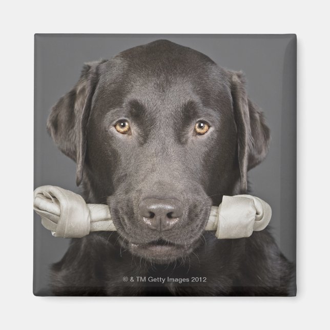 Studio portrait of chocolate labrador carrying magnet (Front)