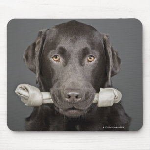 Studio portrait of chocolate labrador carrying mouse pad
