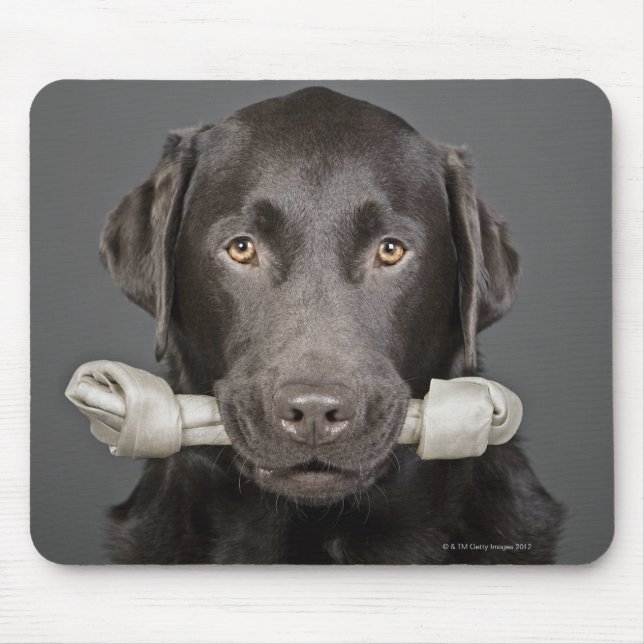 Studio portrait of chocolate labrador carrying mouse pad (Front)