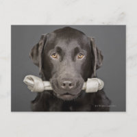 Studio portrait of chocolate labrador carrying