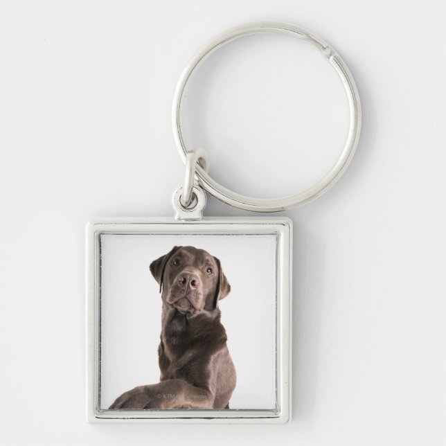 Studio portrait of Chocolate Labrador Key Ring (Front)