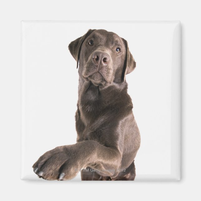 Studio portrait of Chocolate Labrador Magnet (Front)