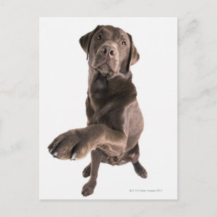 Studio portrait of Chocolate Labrador Postcard
